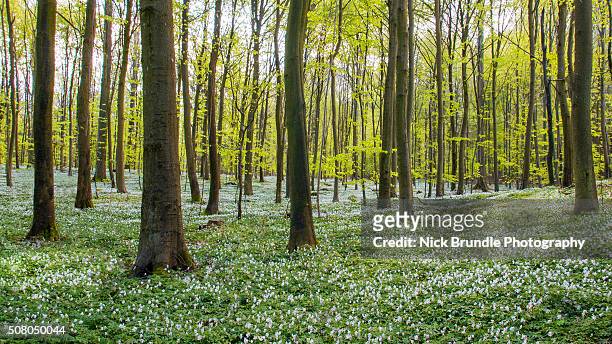 spring to life - tree forest flowers fotografías e imágenes de stock