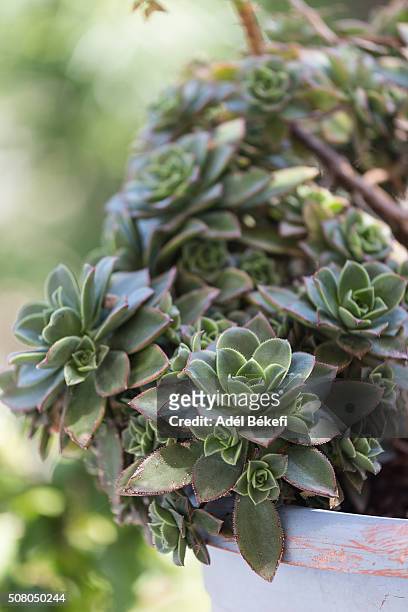 sempervivum - juicy stock pictures, royalty-free photos & images