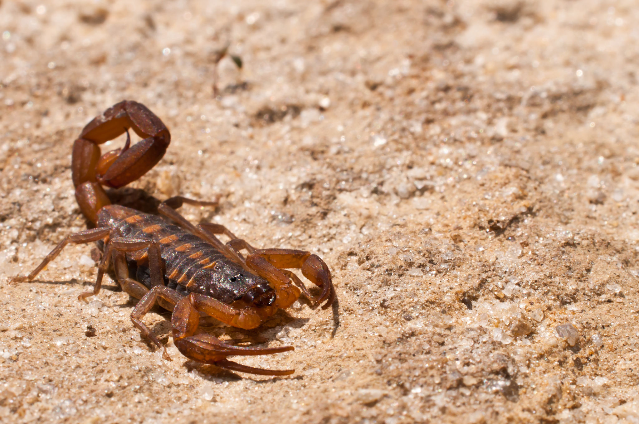 Striped Bark Scorpion Striped Bark Scorpion