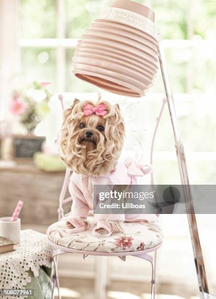 yorkshire terrier day at the groomer-spa - tofflor bildbanksfoton och bilder