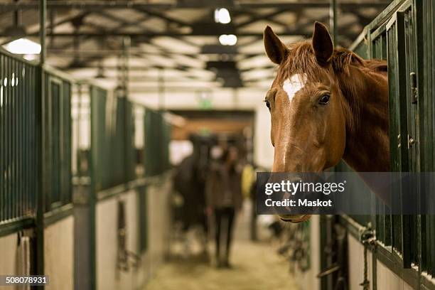 horse in stall at stable - equestrian bildbanksfoton och bilder