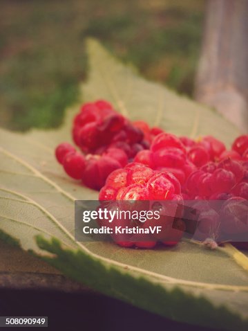 Raspberry Raspberry
