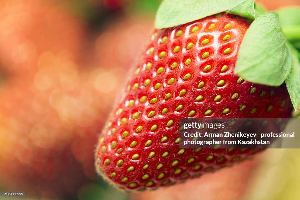 Strawberry