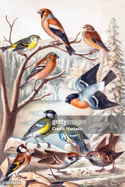 vögel - weiße abstammung stock-grafiken, -clipart, -cartoons und -symbole
