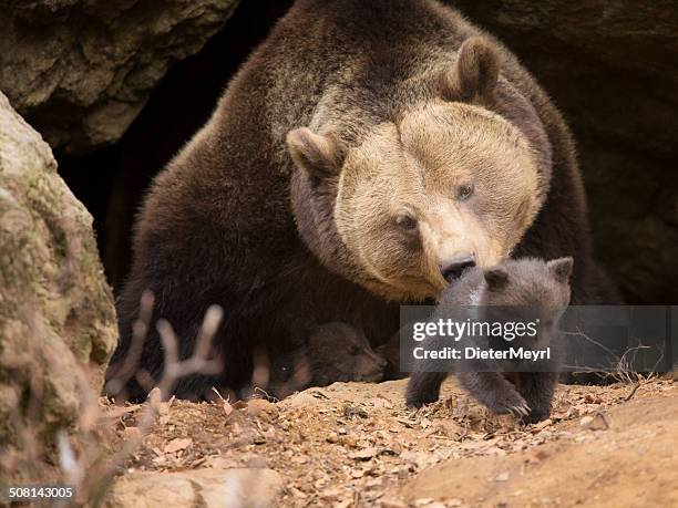 brown bear family - kodiak brown bear stock pictures, royalty-free photos & images