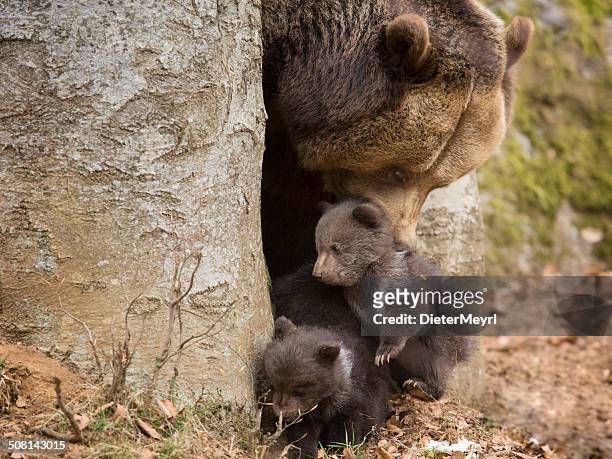 brown bear familie - animal family stock-fotos und bilder