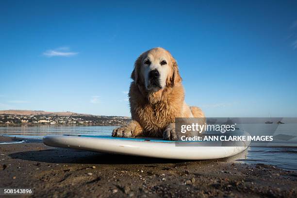 paddle boarding golden retriever - paddleboarding australia stock pictures, royalty-free photos & images