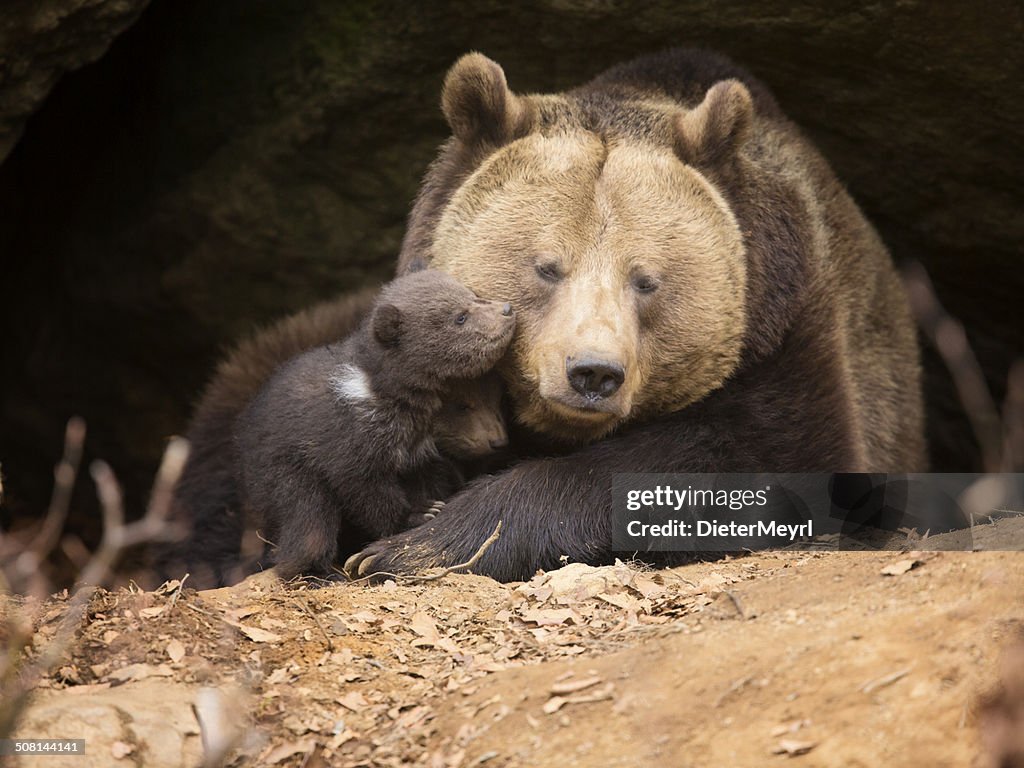 Brown bear family