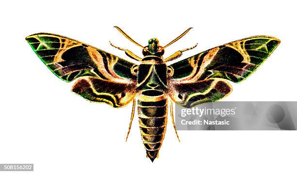 daphnis nerii (oleander hawk-moth, army green moth) - hawk moth stock illustrations