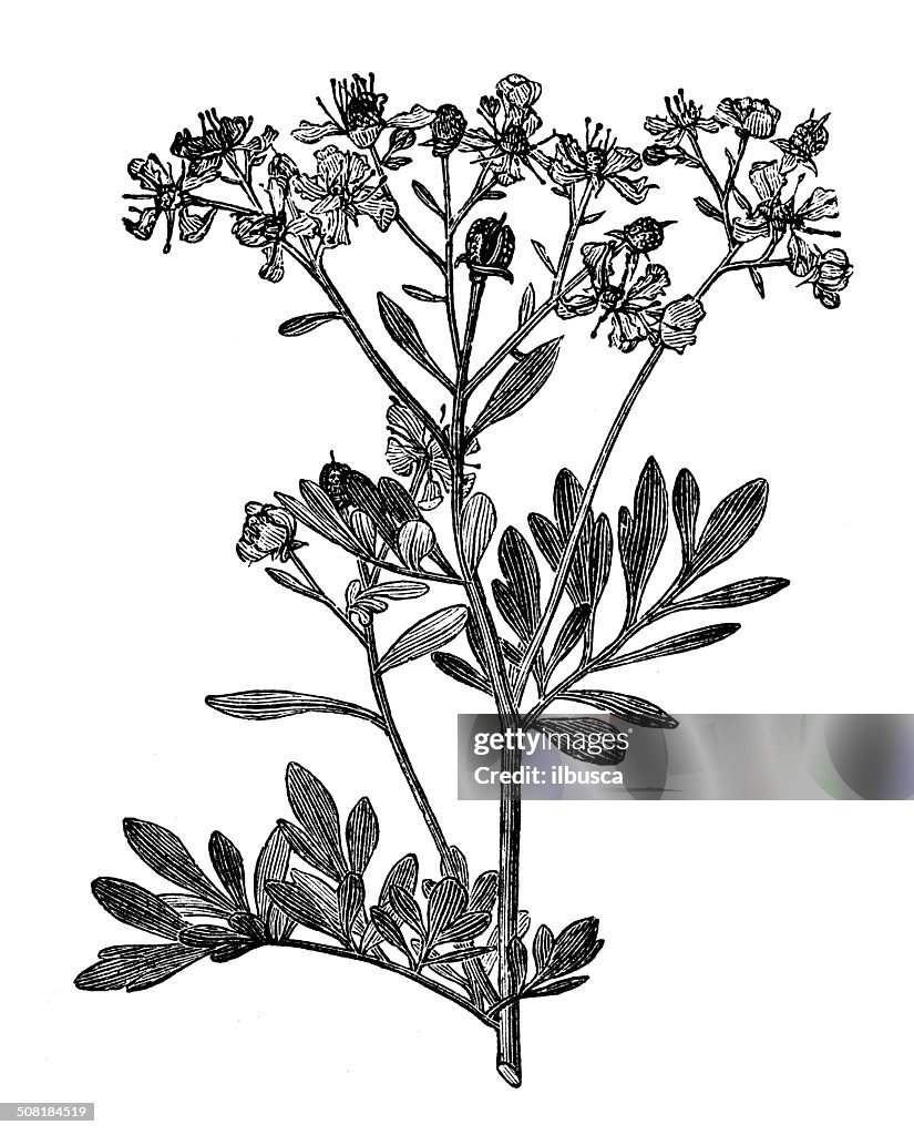 Antique illustration of Ruta graveolens (rue)