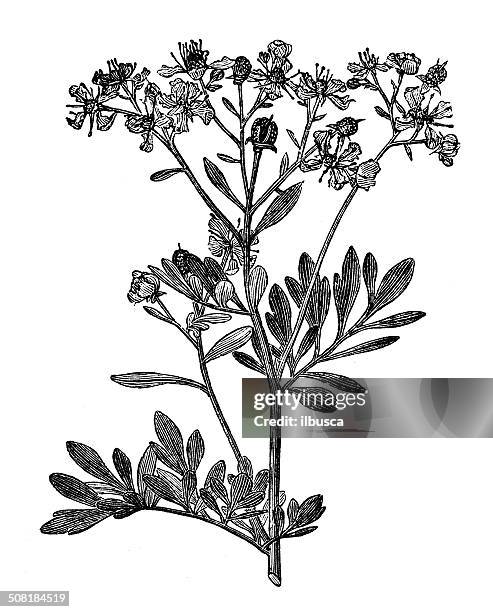 antique illustration of ruta graveolens (rue) - ruta graveolens stock illustrations