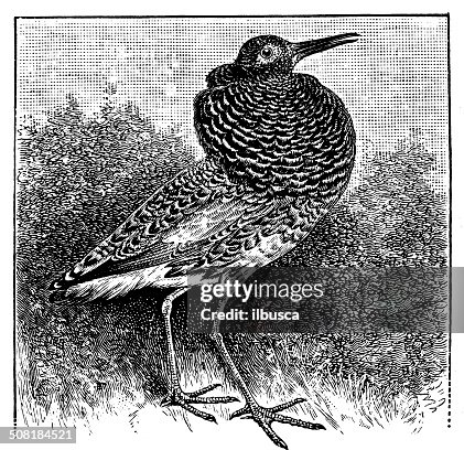 Animal Ruff Drawing Antique Illustration Of Ruff High-Res Vector Graphic - Getty Images