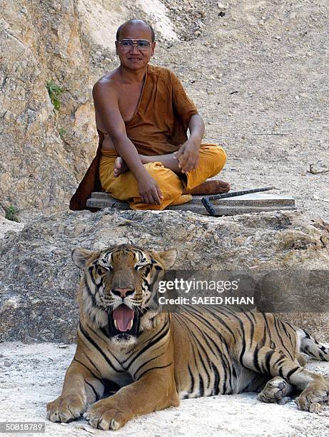 Head monk Phusit Khantidharo sits beside an Indochinese tiger at the Pha Luang Ba Tua Buddhist temple, in Thailand's Kanchanaburi province, 26 April...