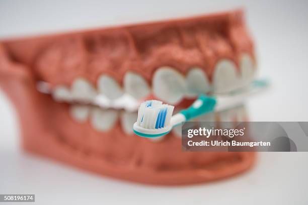 Symbol photo on the topics oral hygiene, tooth brush, teeth, brushing teeth, etc. The picture shows a teeth with a toothbrush.