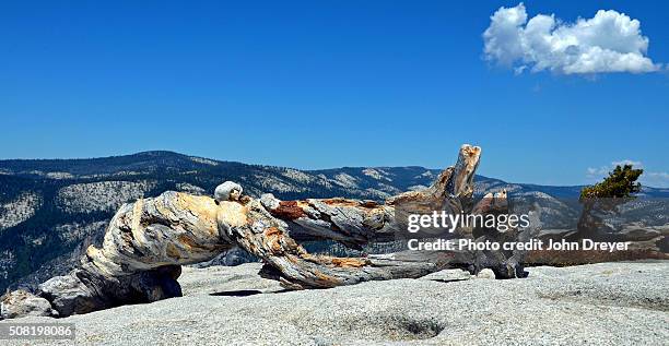 photographer jeffrey pine tree and offspring - pinus jeffreyi stock pictures, royalty-free photos & images