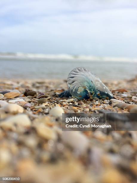 jellyfish washed up on beach - florida jelly fish water stock pictures, royalty-free photos & images