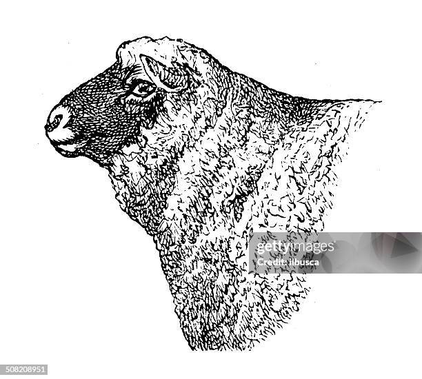 antique illustration of south down ram - south downs stock illustrations