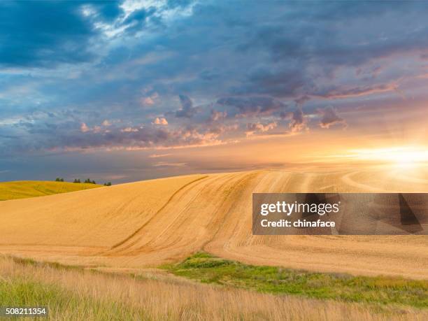 wheat field in sunset, palouse, wa, usa - palouse sunset stock pictures, royalty-free photos & images