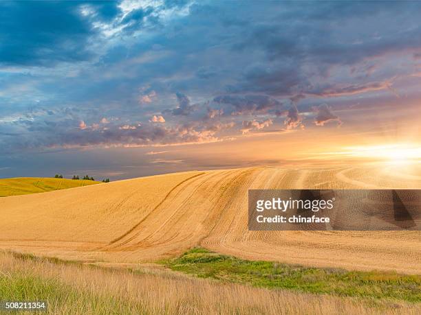 campo de trigo no pôr do sol, palouse, wa, eua - palouse imagens e fotografias de stock