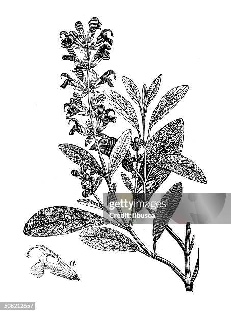 antikes illustration des salvia officinalis (sage) - sage stock-grafiken, -clipart, -cartoons und -symbole