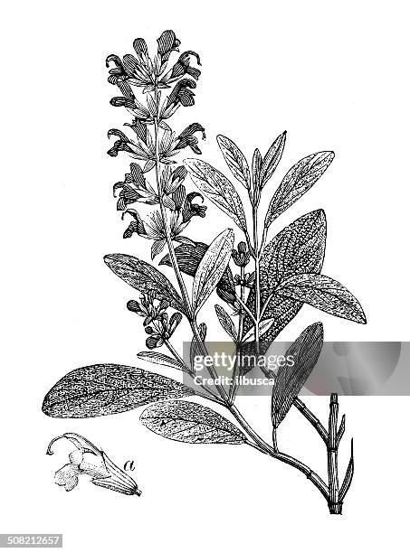 ilustraciones, imágenes clip art, dibujos animados e iconos de stock de anticuario ilustración de salvia officinalis (sage) - asparagus