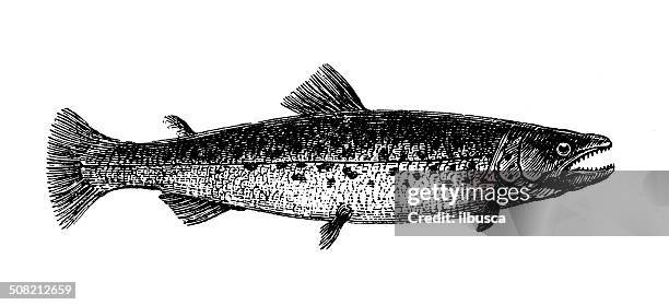 antikes illustration bull trout (salvelinus confluentus) - speckled trout stock-grafiken, -clipart, -cartoons und -symbole