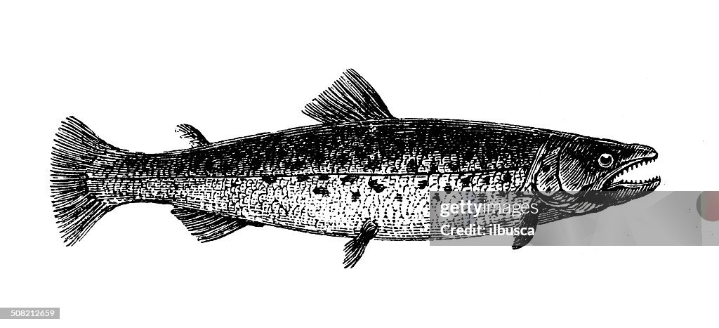 Antique illustration of bull trout (Salvelinus confluentus)
