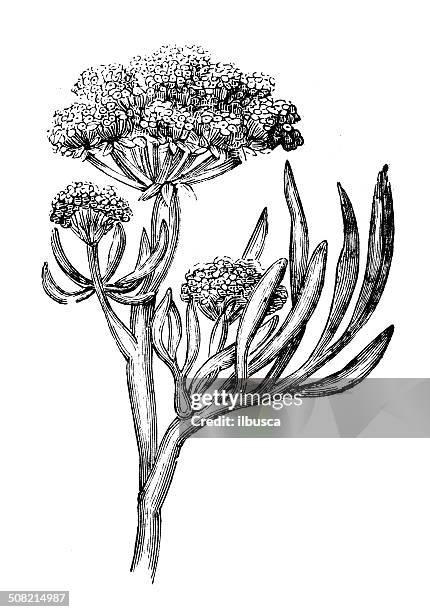 antique illustration of samphire, rock samphire, sea fennel (crithmum maritimum) - fennel seeds stock illustrations