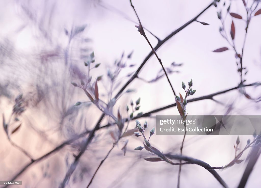 Morning image of branches with dew covered buds