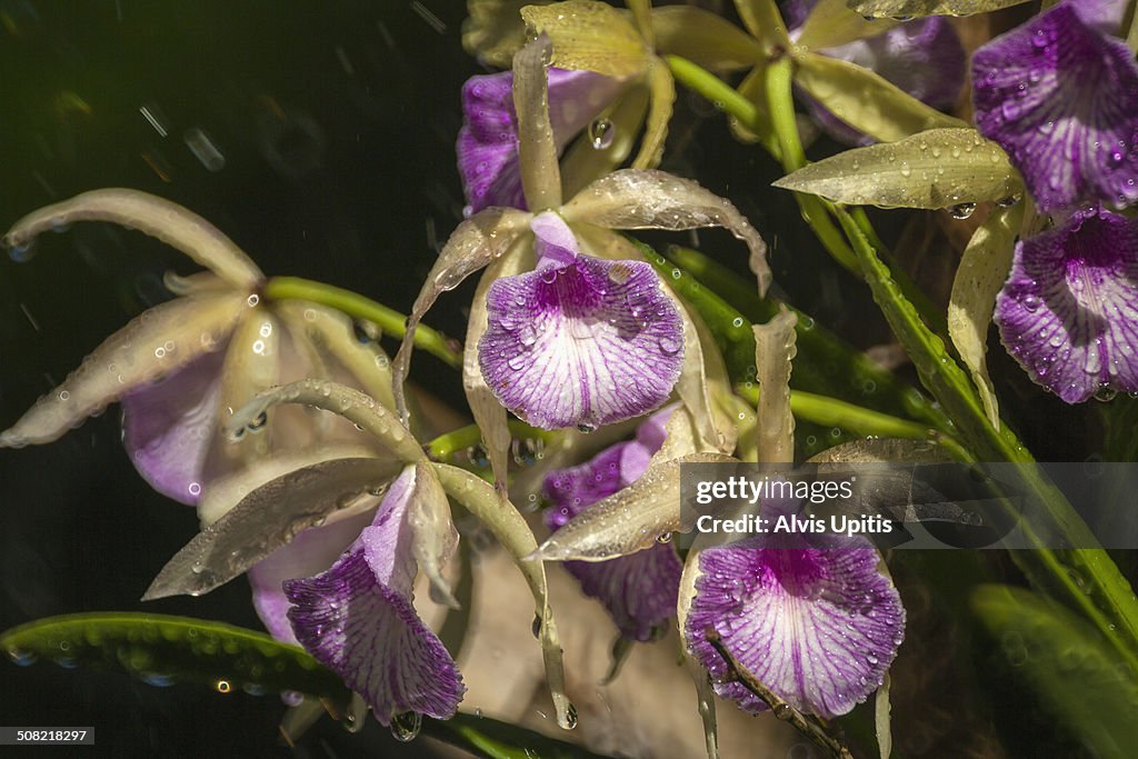 Cattlya orchid in Hawaii