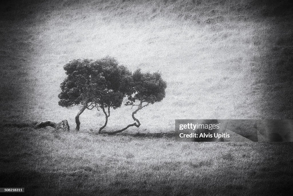 Koa tree on Mana Road in Hawaii