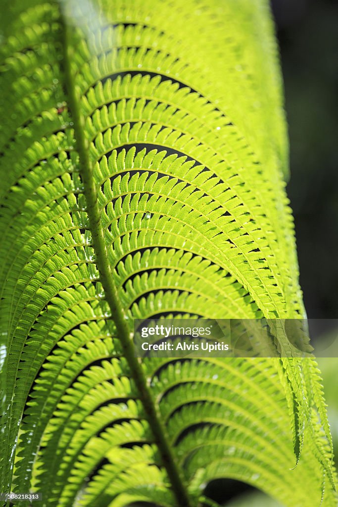 Ferns in rainforest in Volcanoes Park NP