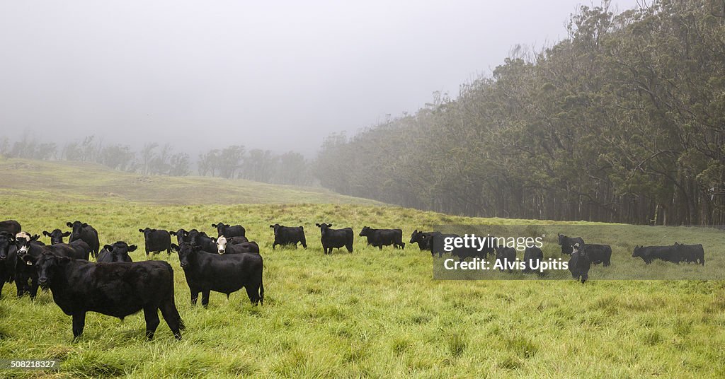 Black angus beef cattle graze in Hawaii