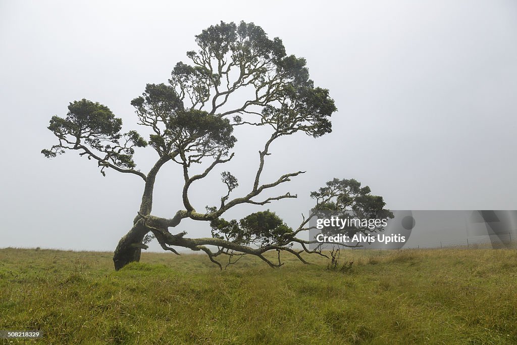 Koa tree on Mana Road in Hawaii