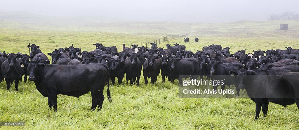 Black angus beef cattle graze in Hawaii