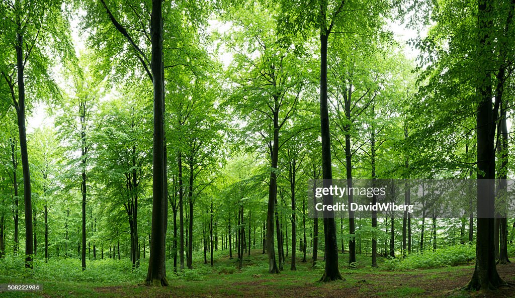 Sunlight shine in newly sprung summer beech forest. sweden (XXXLarge)