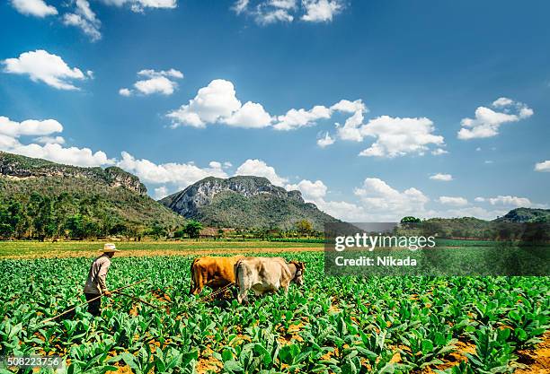 cuban farmer ploughing the field, viñales valley - pinar del rio 個照片及圖片檔