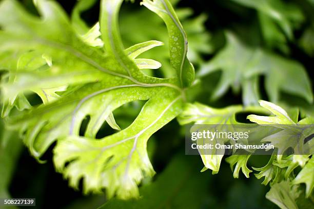 polypodiaceae - polypodiaceae stock pictures, royalty-free photos & images