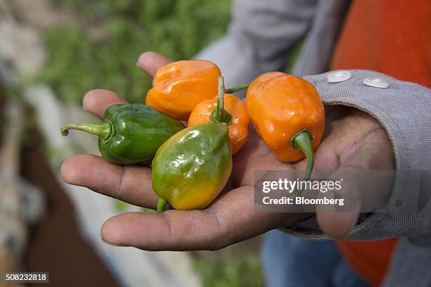 Worker holds freshly harvested Habanero chiles in Merida, Mexico, on Monday, Feb. 1, 2016. Habanero chile producers in the Yucatan region are moving...