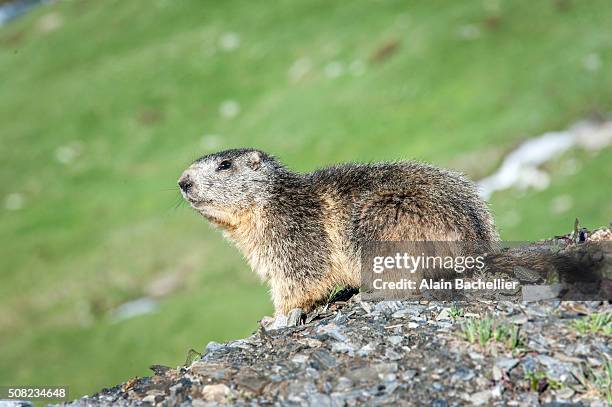 sunbath - alpenmurmeltier stock-fotos und bilder