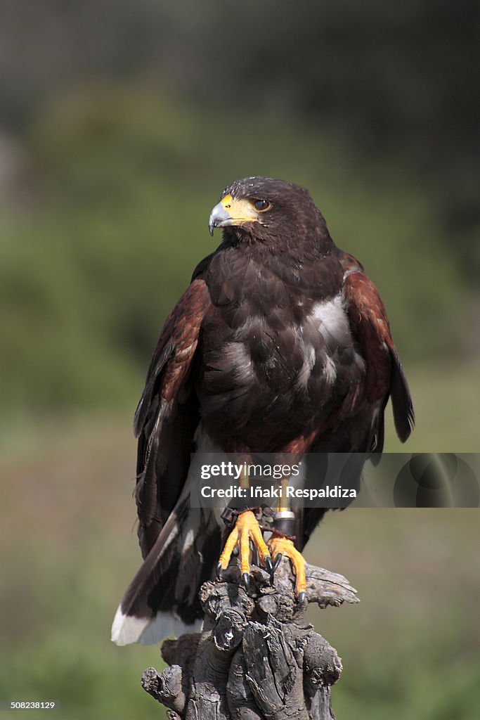 Harris hawk