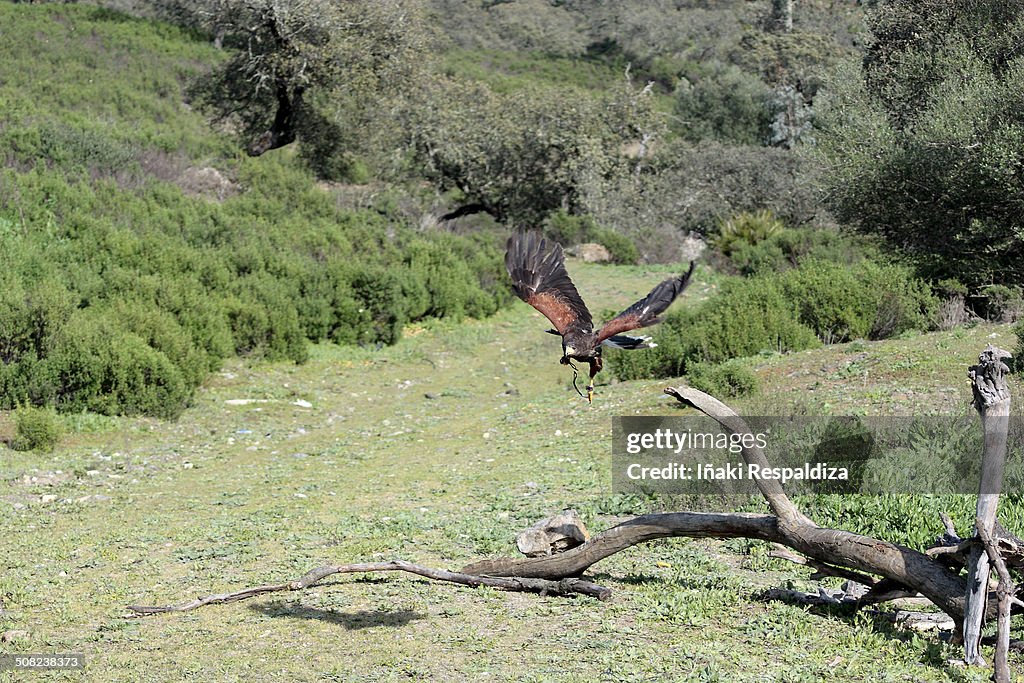 Harris hawk in flight