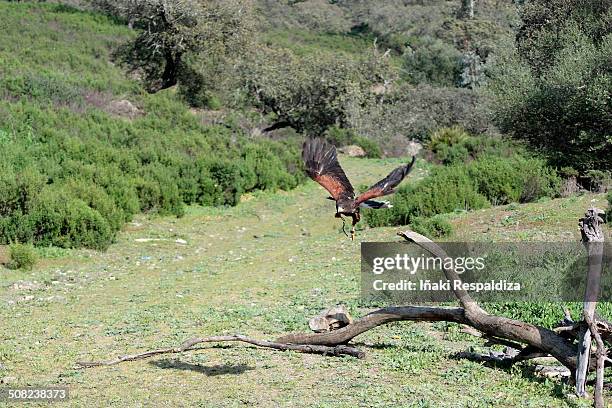 harris hawk  in flight - iñaki respaldiza 個照片及圖片檔