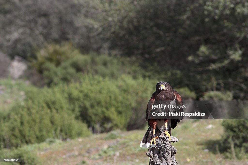 Harris hawk