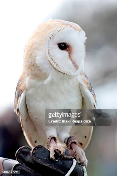 owl! - iñaki respaldiza stock pictures, royalty-free photos & images