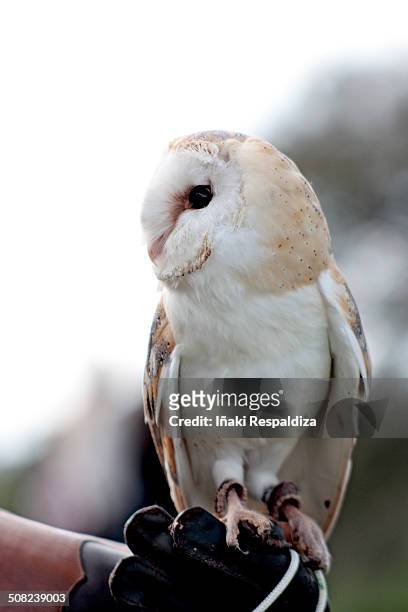 owl (tyto alba) - iñaki respaldiza stock pictures, royalty-free photos & images