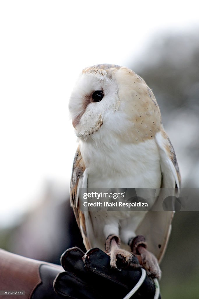 Owl (Tyto alba)