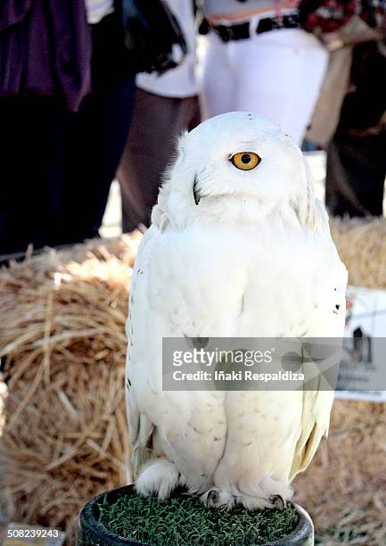 snowy owl - iñaki respaldiza stock-fotos und bilder