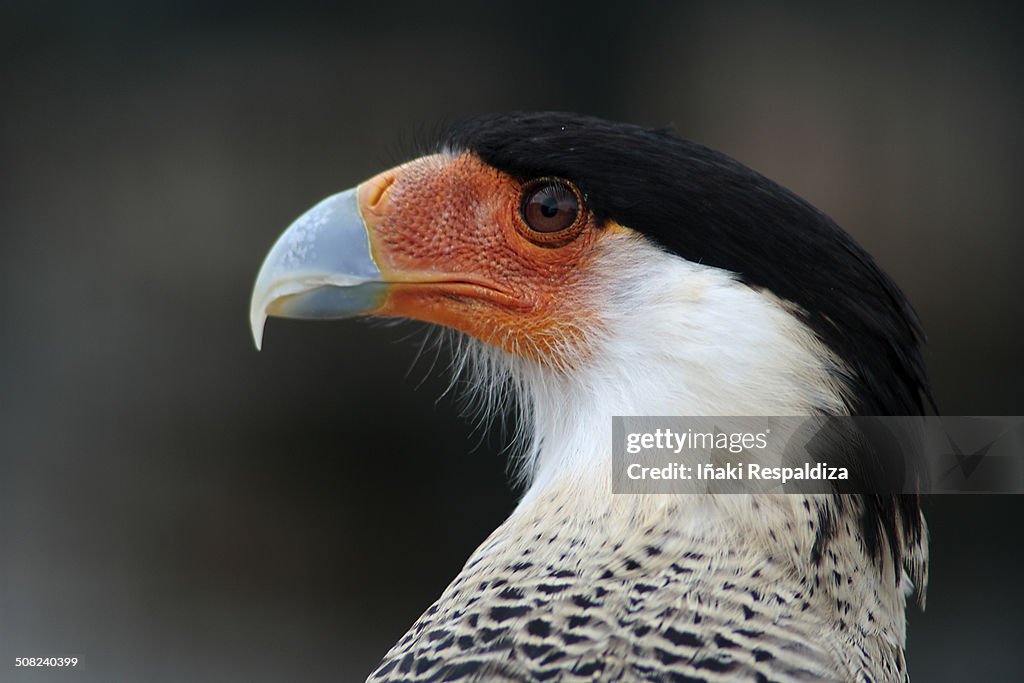 Southern crested caracara