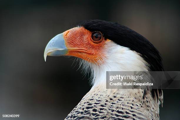 southern crested caracara - iñaki respaldiza imagens e fotografias de stock